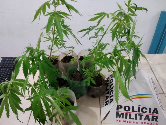 Polícia Militar em Rubim prende homem por cultivo de pés de maconha