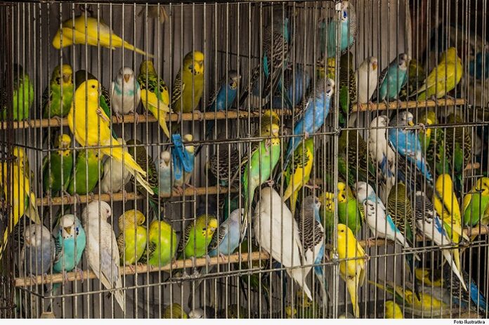 TJMG condena criador que mantinha aves silvestres em cativeiro