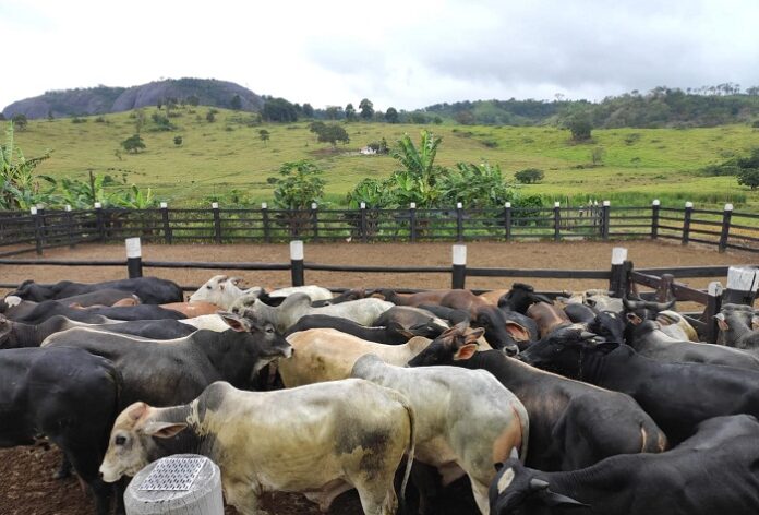 Produtores de Pavão, no Vale do Mucuri, realizam leilão virtual de gado