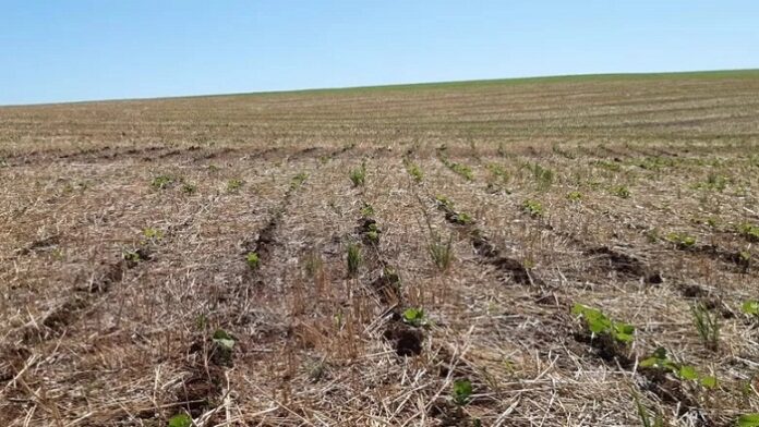 Governo de Minas suspende cobrança de ICMS de produtores impactados pela seca