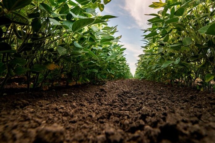 Crédito rural cai 5% em MG