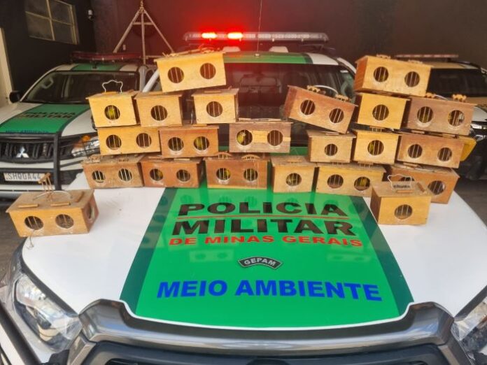 GEPAM apreende 34 pássaros em cativeiro irregular no bairro Bela Vista
