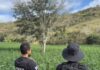 Investigado por esquema de cultivo de maconha em Minas é preso na Bahia