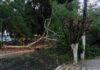 Chuva de granizo atinge bairros e árvore cai durante temporal em Teófilo Otoni