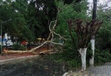 Chuva de granizo atinge bairros e árvore cai durante temporal em Teófilo Otoni