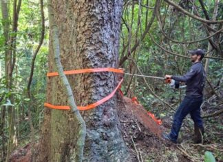 Estudo revela segredo de árvores centenárias