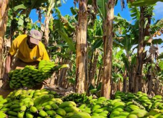 Fruticultura avança em Minas Gerais