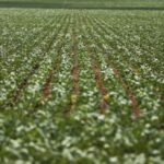 Uberaba mantém liderança do agronegócio